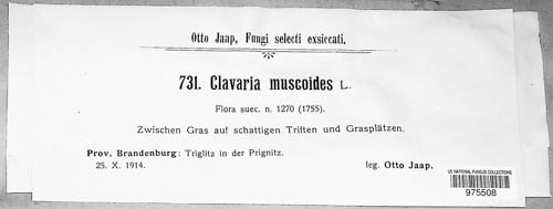 Clavulinopsis corniculata image